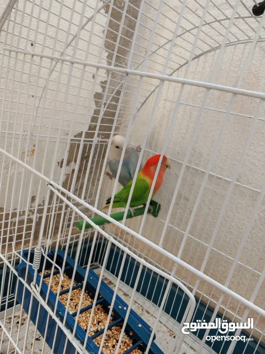 جوز روز اوبلاين