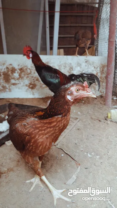 Pakistani Aseel hens