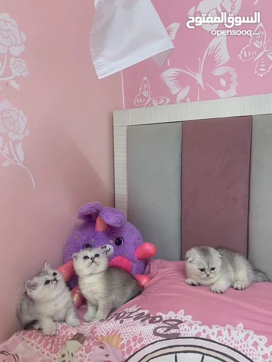 Scotch fold kittens