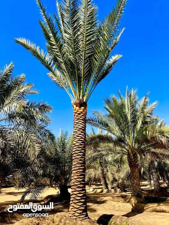 Palm Trees &  Washingtonian palm