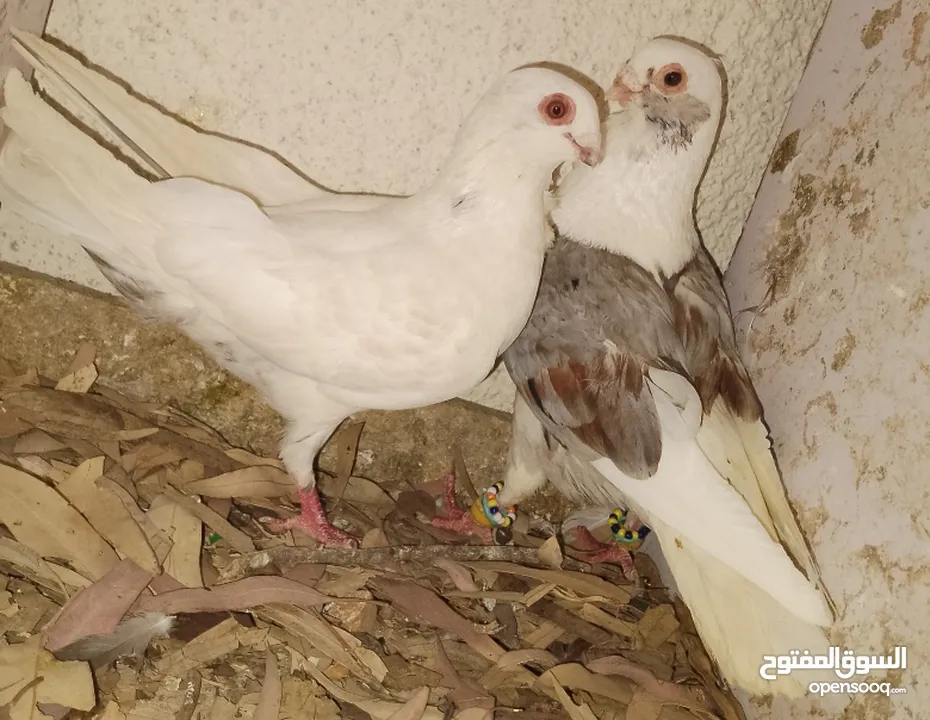 حمام جواز بصلات على نبي الحبه ب دينارين واغلبو تحتيو فراخ وبيض