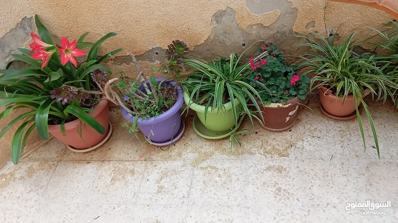 زريعة للبيع