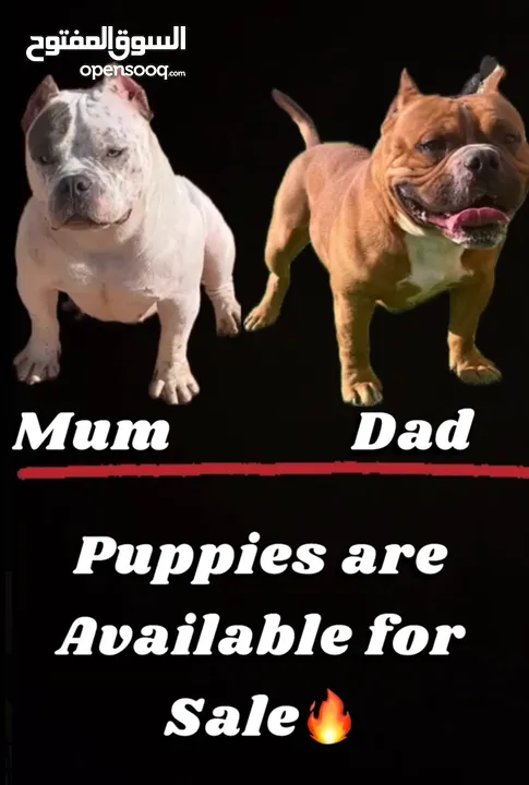Available amircan bully puppies 40 day old years