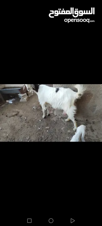 عنز وراها سخله بيضا برصا مميزه