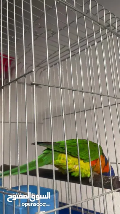 ببغاء لوري اليف  Cute Lori parrot