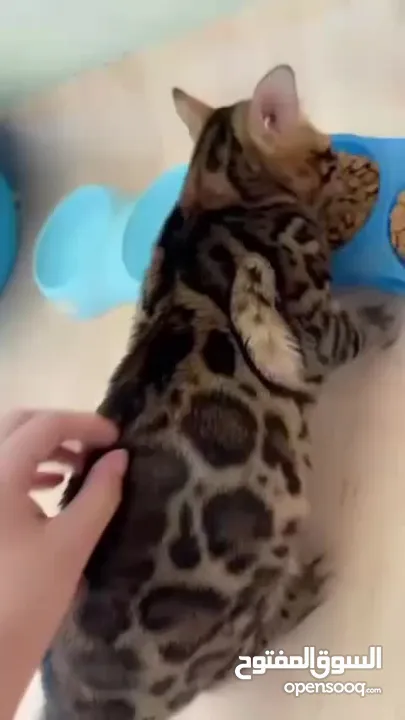 قط بنغال bengal cat