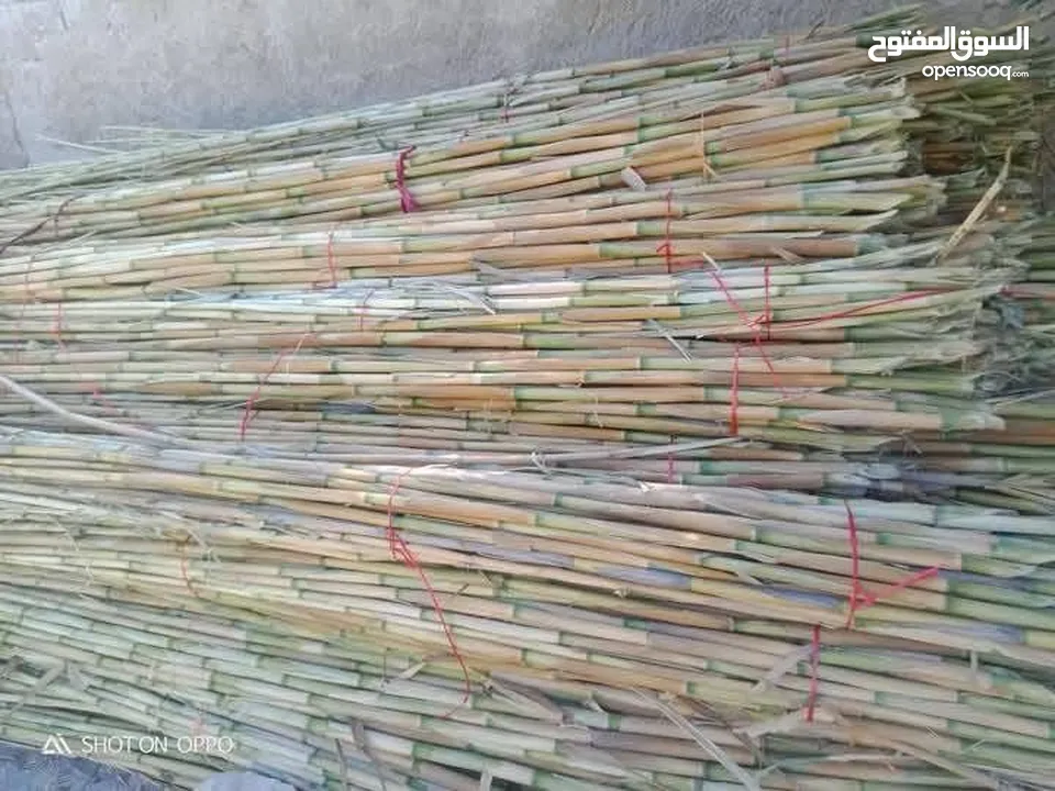 قصيب للبيع
