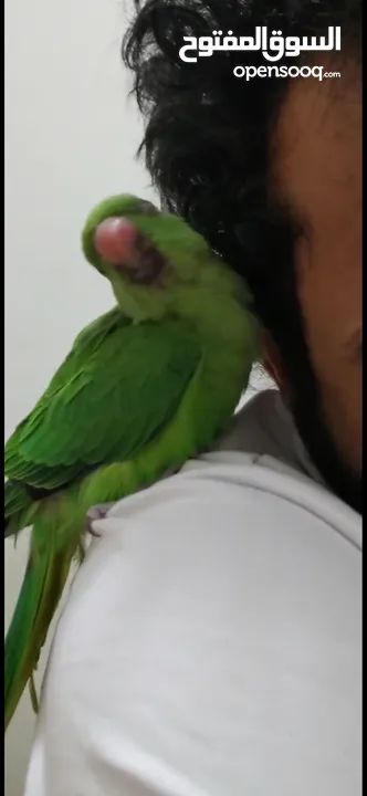 parrots 1 year age