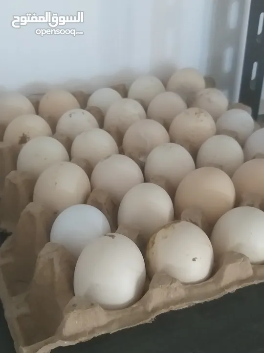 بيض مخصب للبيع طبق عربي طبق مخلط كيني استرالي رود تحميع 3 ايام