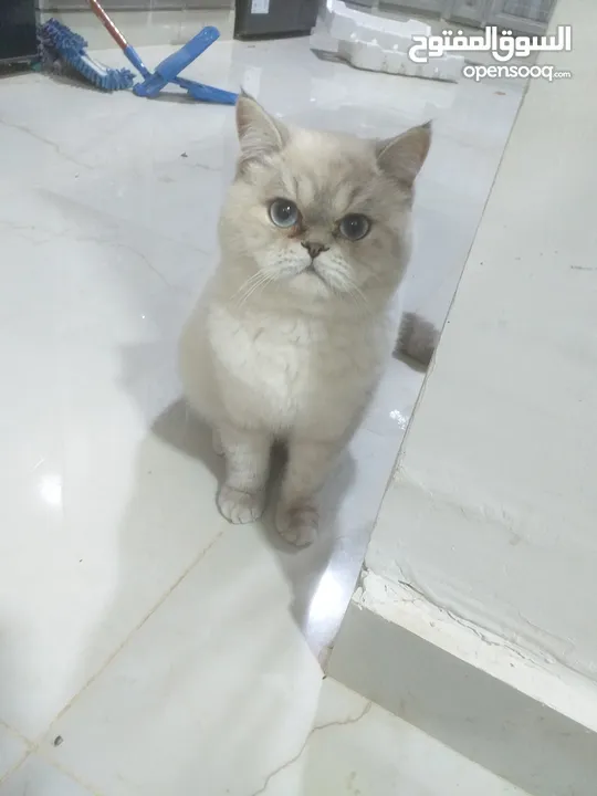 ققطط هملايا ذكر ونثى للبيع او للبدل