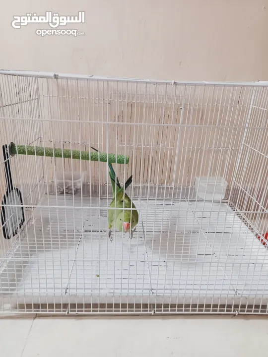 parrot green with cage