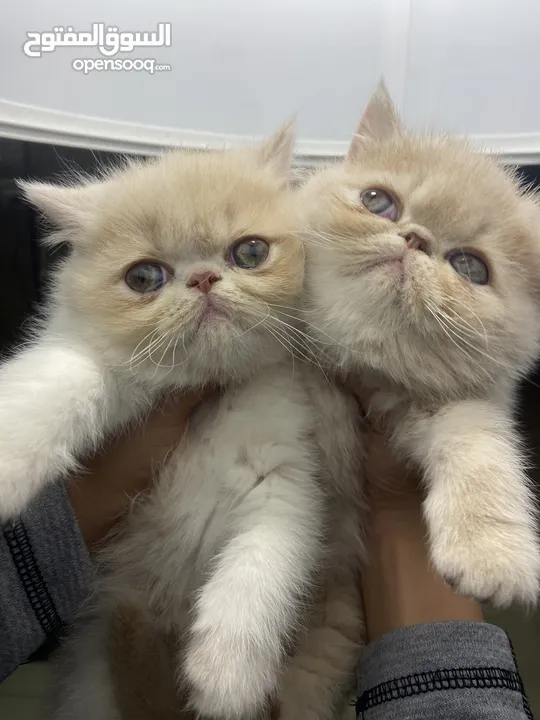 Exotic Persian Kittens from Pure Breed كيتنز اكزوتيك بيرشن من سلالة نقية 120-100 دينار