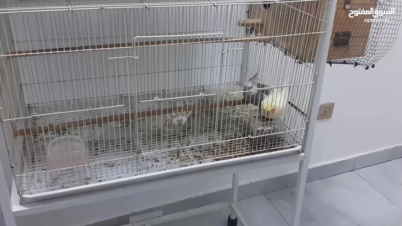 cockatiel breeder pair