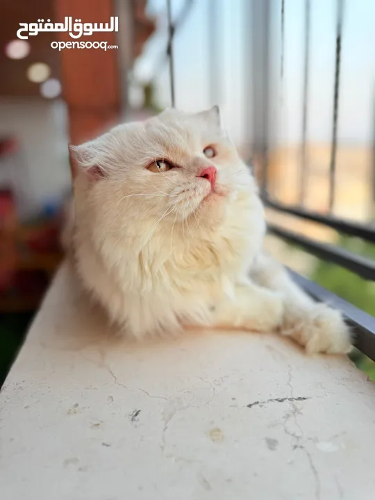 قط سكوتش فولد مميز منزلي اليف وسعره مناسب خالي من اي امراض او مشاكل صحية