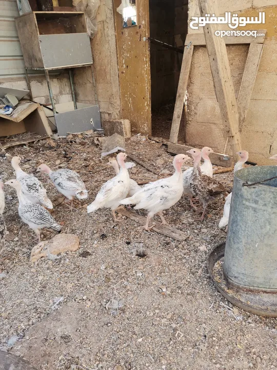 دجاح رومي حبش