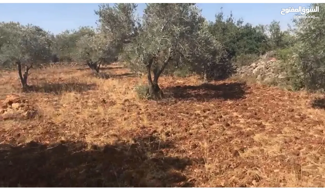 أرض للبيع جميلة ومليئة بأشجار الزيتون