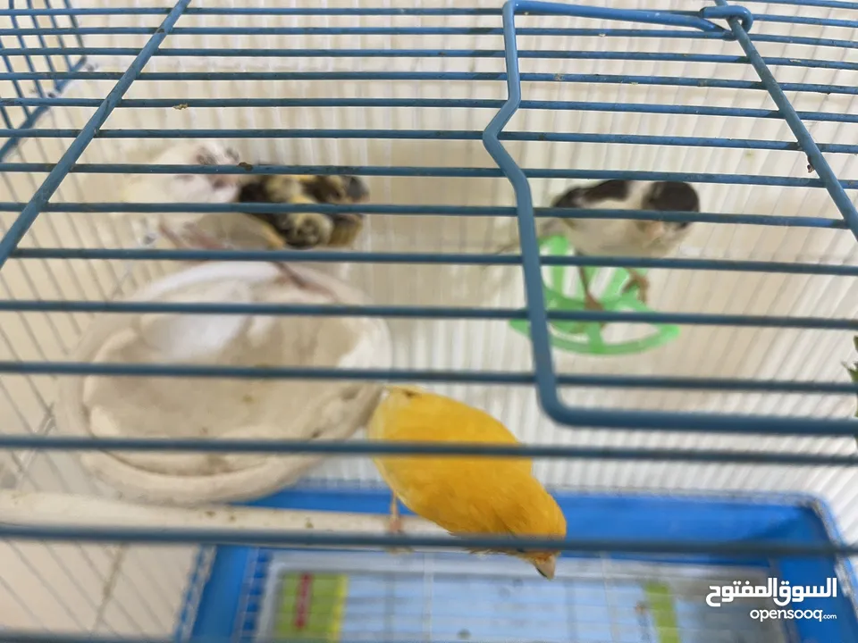 كنار للبيع جوز مع فراخ عدد 2 تب نظافة