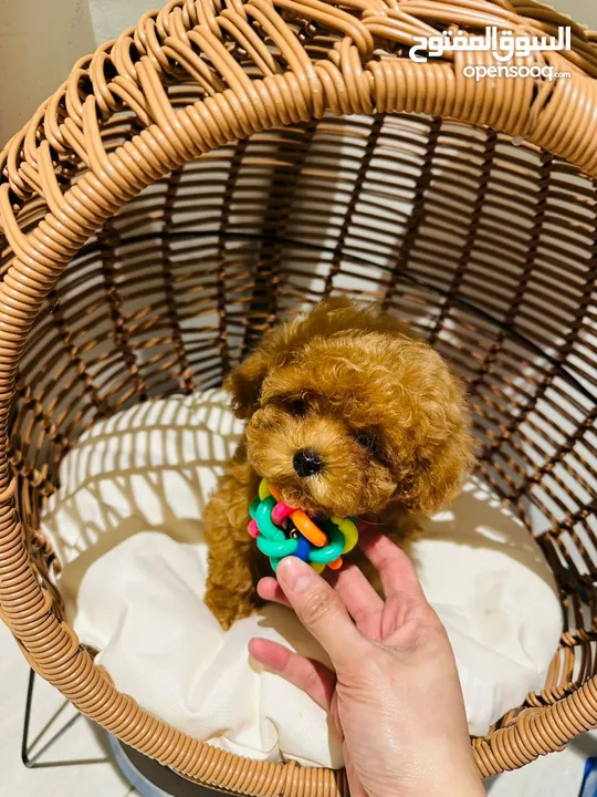 Toy Poodle Puppy