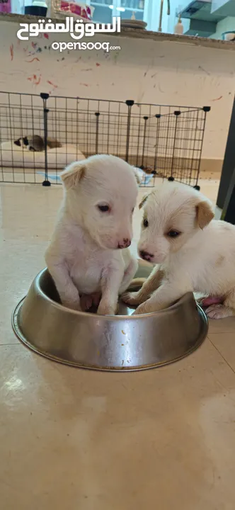 Puppies for adoption