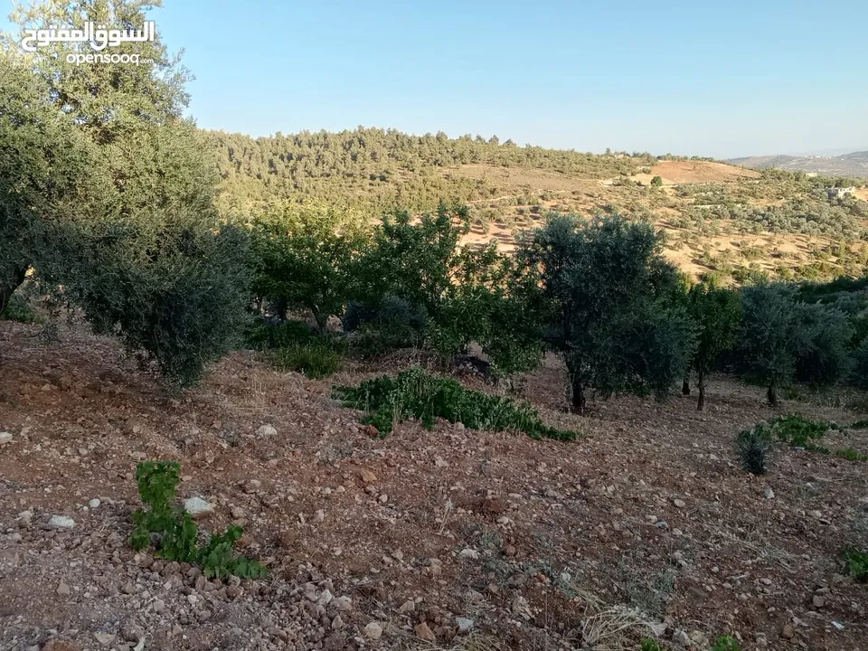 أرض للبيع في عنجره منطقة شمسين