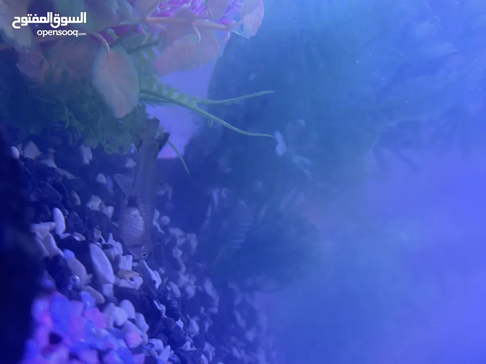 حوض سمك جاهز كامل ... اقرا الوصف