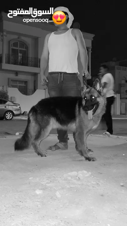 German Shepherd Original جيرمن شيبرد اصلي