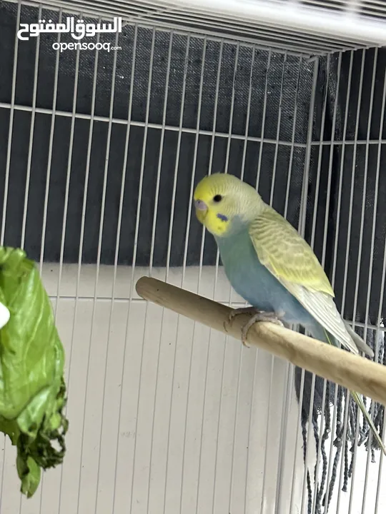 Healthy 2 month baby budgies for adoption