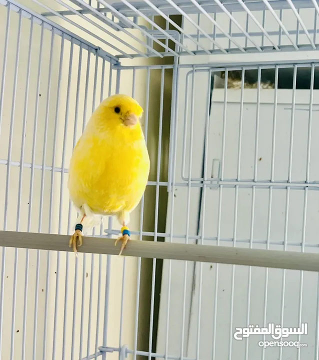 طيره جلوستر جاهزه