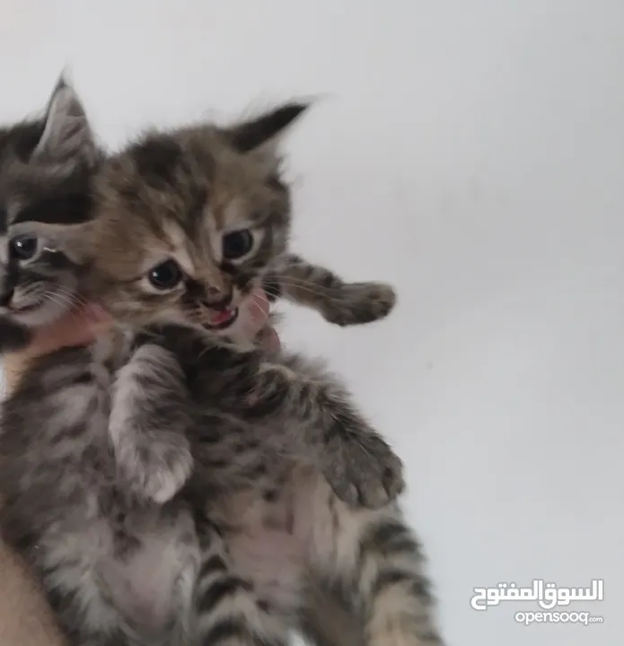 قطط  جميلات صغيرات للبيع