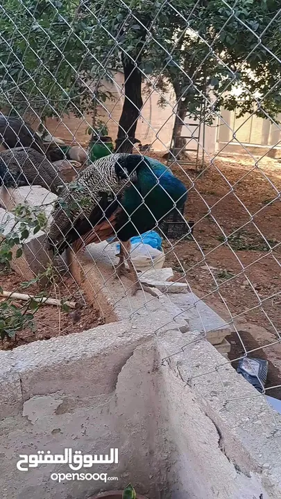 ذكر طاوؤس هندي للبيع