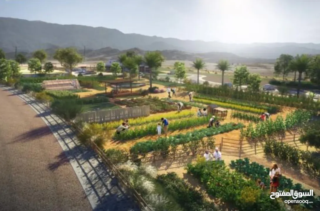 All new Sifah Farms in Jebel Sifah  مشروع المزارع الجديد، جبل سيفة