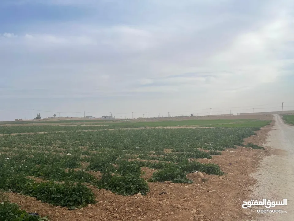 ارض زراعية في بلعما للبيع مساحتها 3500 متر