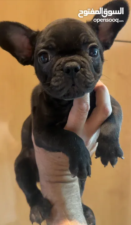 French bull dog female puppy