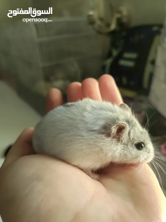 هامستر ابيض نادر لونه وجميل winter white hamster