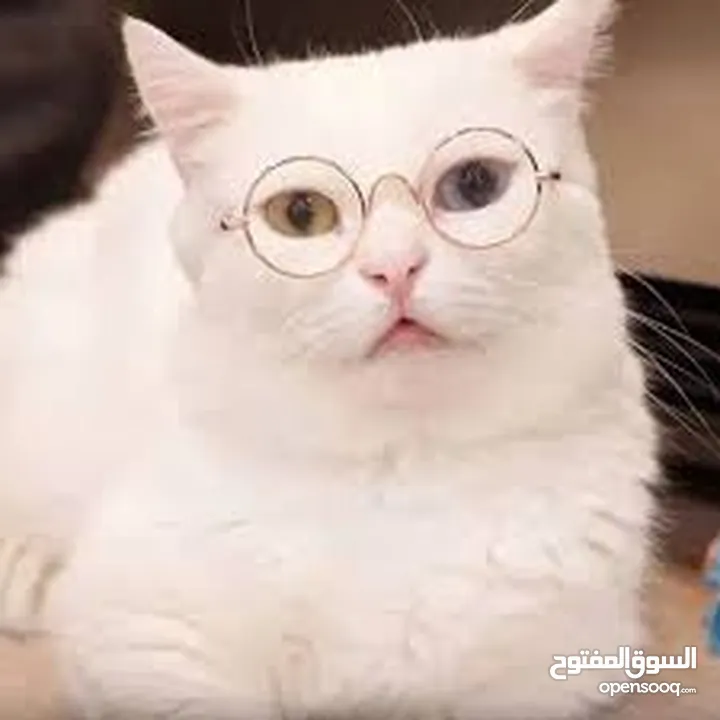 نظارات قطه او كلب بيبي شمسيه او قراءه تناسب جميع الانواع قطة  سكوتش انغوارا  شيرازي و لكل الاعمار لا