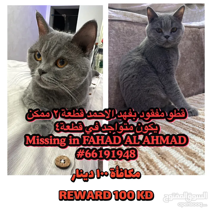 Missing cat/ قطو مفقود فهد الاحمد