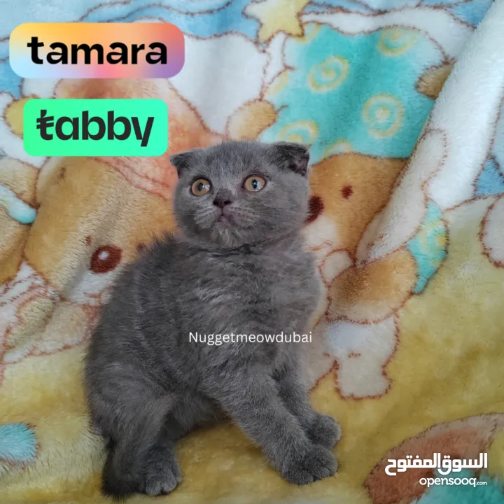Premium kittens by German breeder in Dubai (250651271) السوق المفتوح