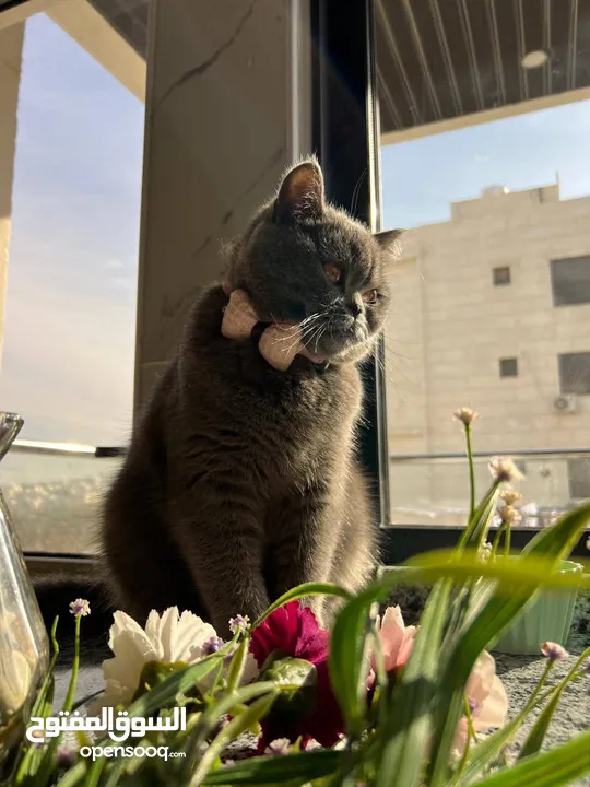 قطط للبيع الزرقاء