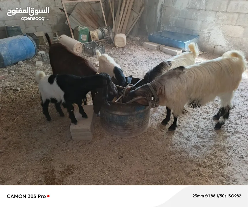 عنزتين للبيع او بدل على خرفان