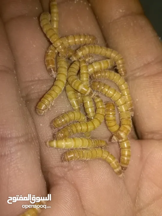ميل وورم ( دود قبابي) mealworm