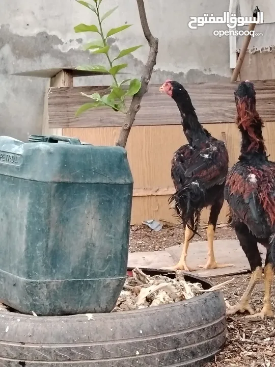 باكستاني، براهما، امهات لاحم فرخات عمر 3 شهور  صوص باكستاني حر  ديوك باكستاني خط أول و فرخات شغالة