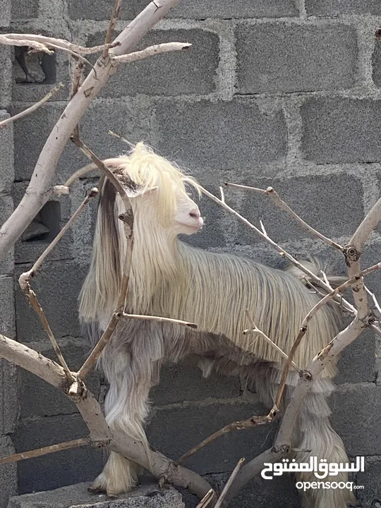 شاه حادر من حلال الرحوب