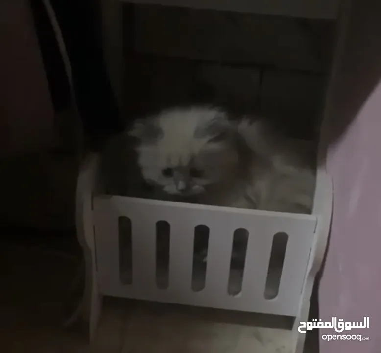 قطة أنثى (كتنز )نوع هملايا للبيع