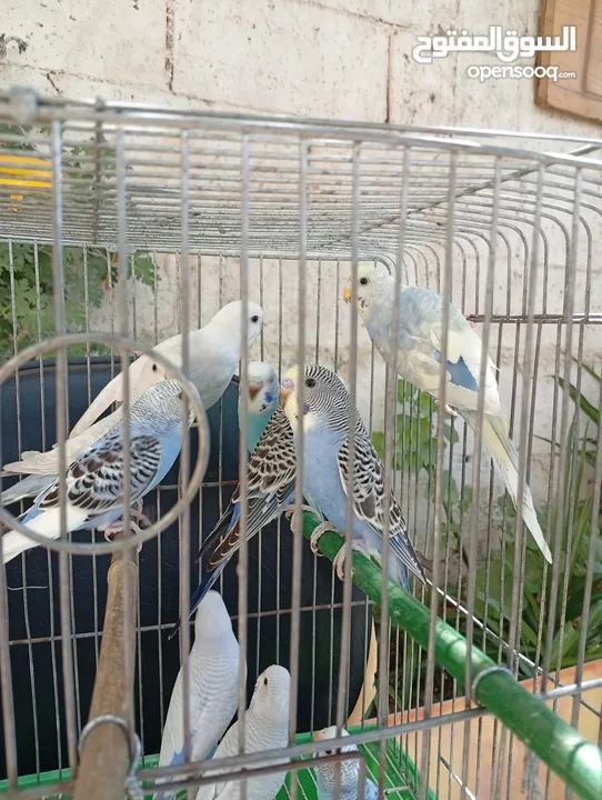 10 طيور حب طفرات جميله ونادرة  تبارك الله