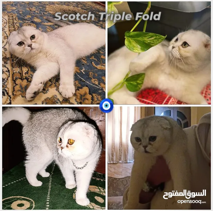 بسم الله ماشاءالله لعشاق االبيور متاح  ذكر سكوتش تربل فولد سيلڤر شيدد مستوى عالي  من اب أصوله مسجله