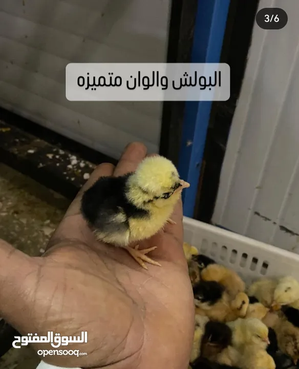 دجاج وبيض عضوي