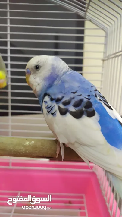 Ready to egg adult Budgies