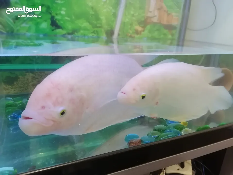 Fish Gourami big one and small one