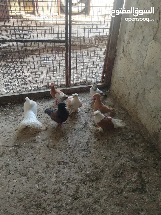 متاح جواز و حبات فلت موجودات طبربور سعرهن كويس