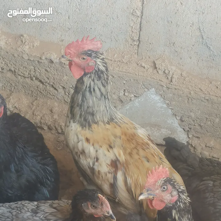 ديوك دجاج نوع استرلوب للبيع